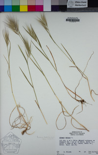 Bromus rubens image