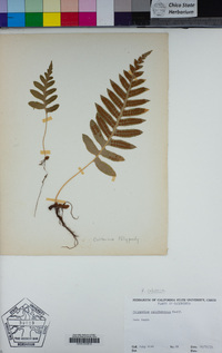 Polypodium calirhiza image