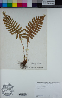 Polystichum munitum image