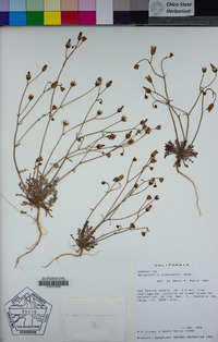 Malacothrix clevelandii image