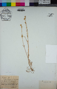 Gilia nevinii image