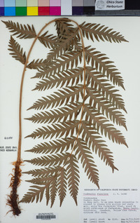 Woodwardia fimbriata image