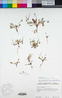 Erodium cicutarium image