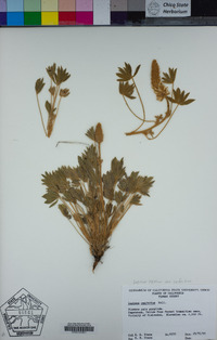 Lupinus lepidus var. confertus image