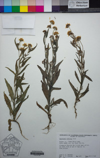 Monolopia stricta image