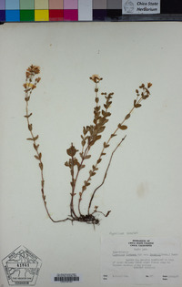 Hypericum scouleri image