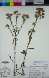 Symphyotrichum subspicatum image