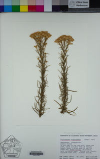 Ericameria arborescens image