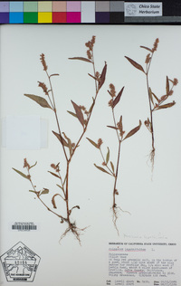 Persicaria lapathifolia image