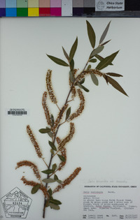 Salix lasiandra image