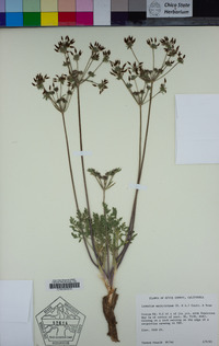 Lomatium macrocarpum image