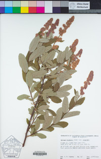 Spiraea douglasii image