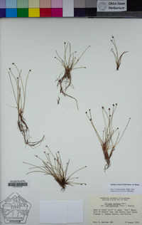 Isolepis cernua image