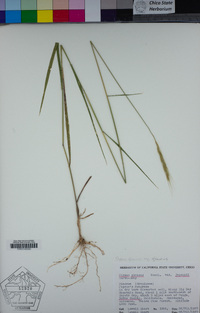 Elymus glaucus subsp. glaucus image