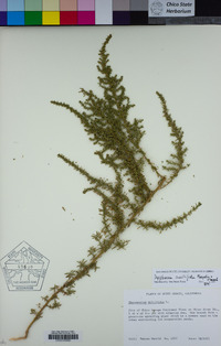 Dysphania multifida image