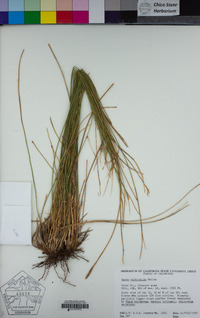 Carex multicaulis image