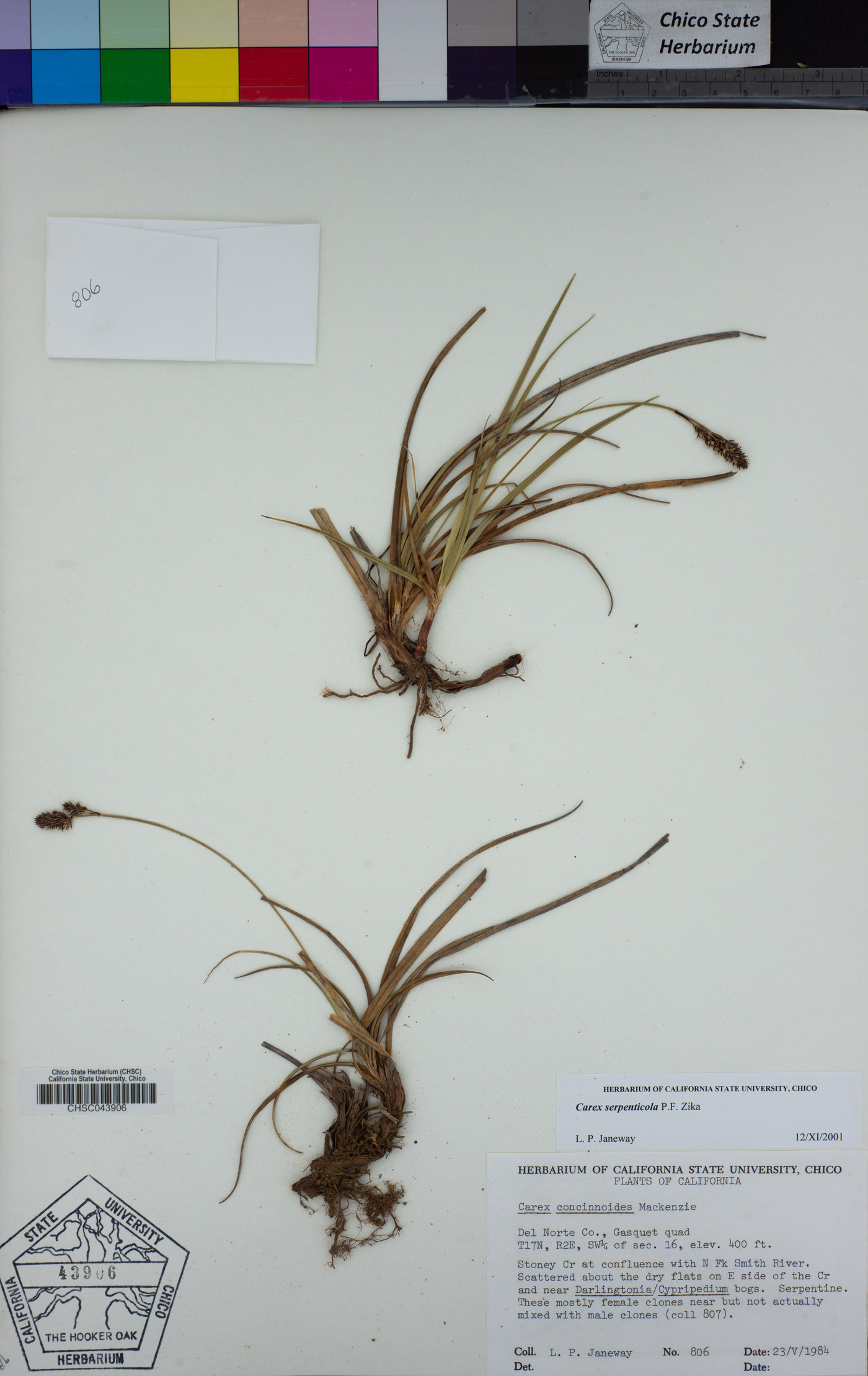 Carex serpenticola image