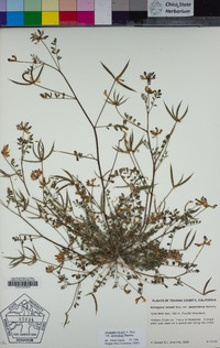 Astragalus rattanii var. jepsonianus image