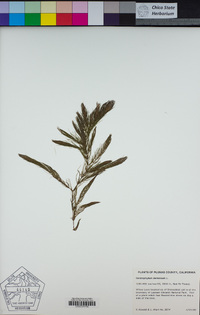 Ceratophyllum demersum image