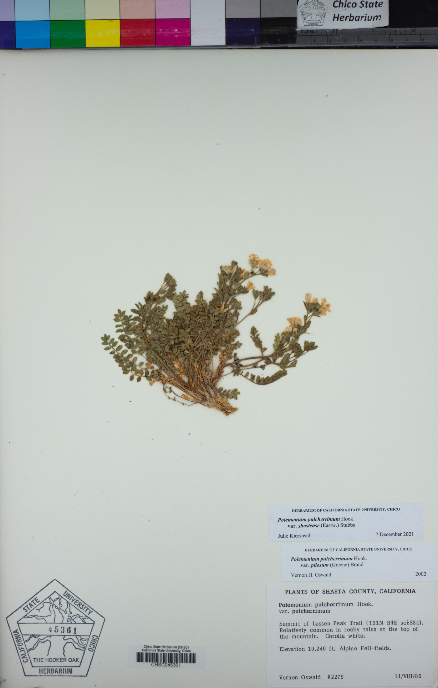 Polemonium pulcherrimum var. shastense image
