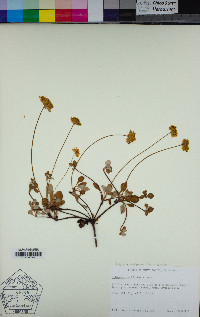 Eriogonum marifolium var. marifolium image