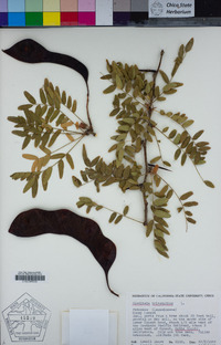 Gleditsia triacanthos image