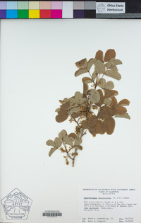 Toxicodendron diversilobum image