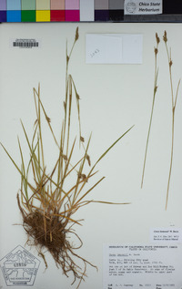 Carex lemmonii image