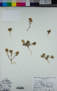 Navarretia pubescens image