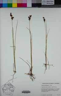 Juncus nevadensis image