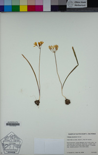 Triteleia montana image