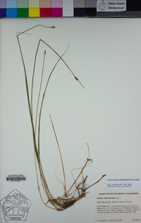 Schoenoplectus subterminalis image