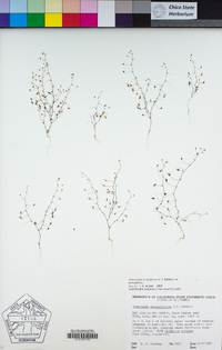 Nemacladus secundiflorus var. secundiflorus image