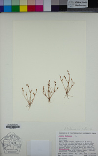 Juncus bufonius image