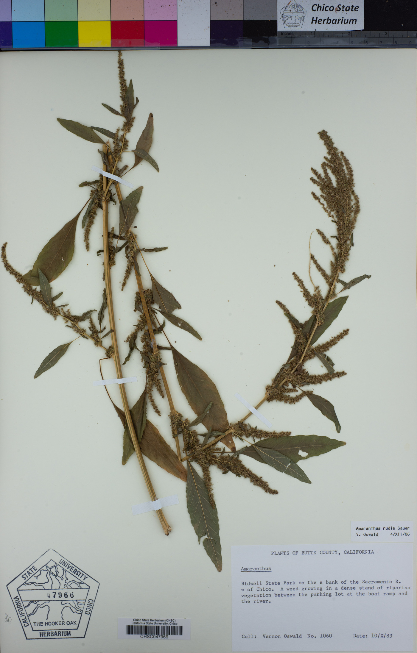 Amaranthus tuberculatus var. rudis image