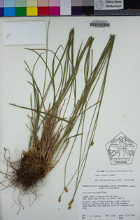 Carex preslii image