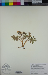 Crepis occidentalis image