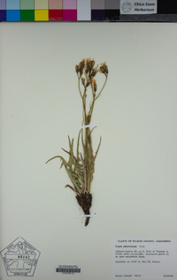 Crepis pleurocarpa image