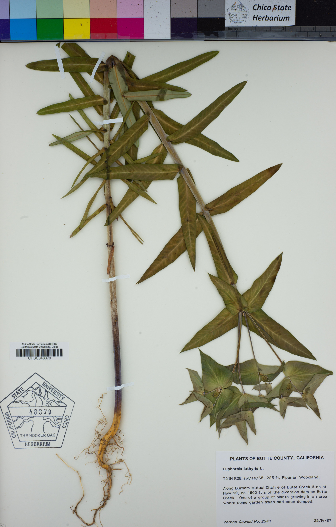 Euphorbia lathyris image