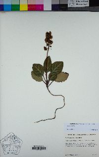 Pyrola picta image