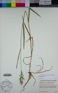 Bromus racemosus image