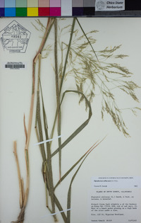 Stipa miliacea var. miliacea image