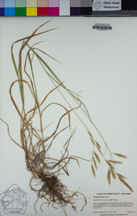 Bromus laevipes image