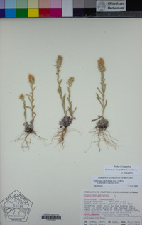 Gamochaeta stachydifolia image