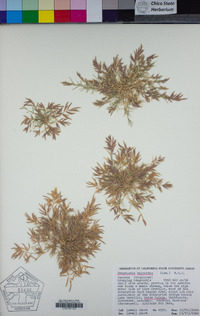 Eragrostis hypnoides image