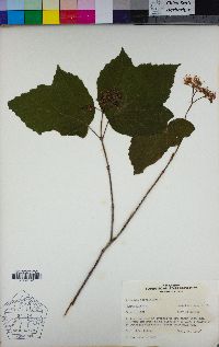 Viburnum acerifolium image