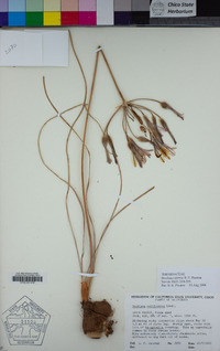 Brodiaea sierrae image