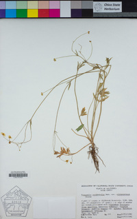 Ranunculus occidentalis var. ultramontanus image