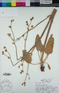 Eriogonum elatum image