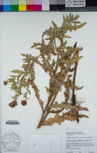 Cirsium arvense image